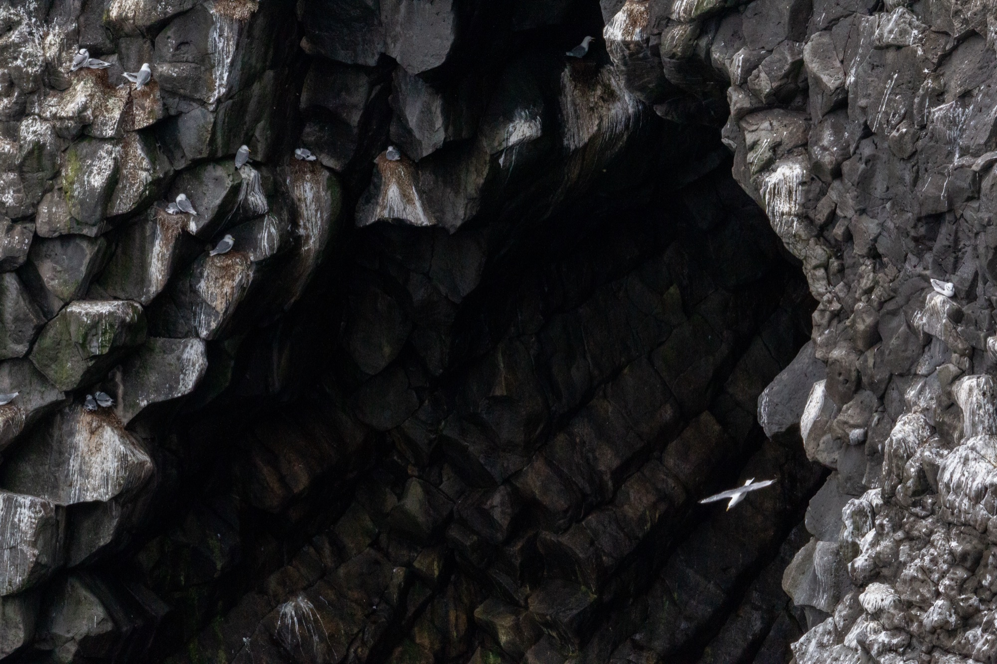 Kittiwakes nesting on the fractured columnar basalt inside a sea cave