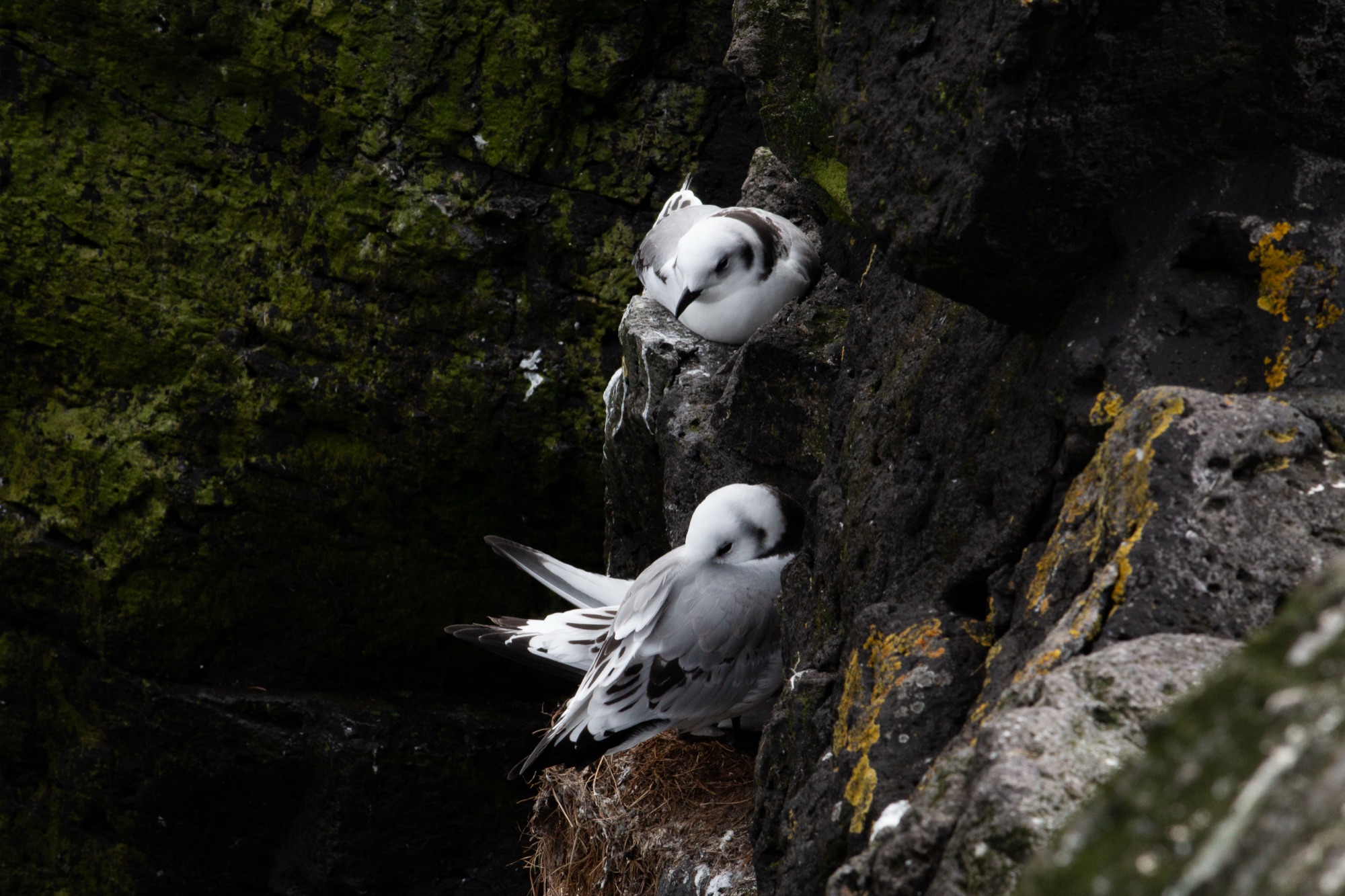 Two kittiwakes at a nest on a mossy, lichen-streaked cliff ledge