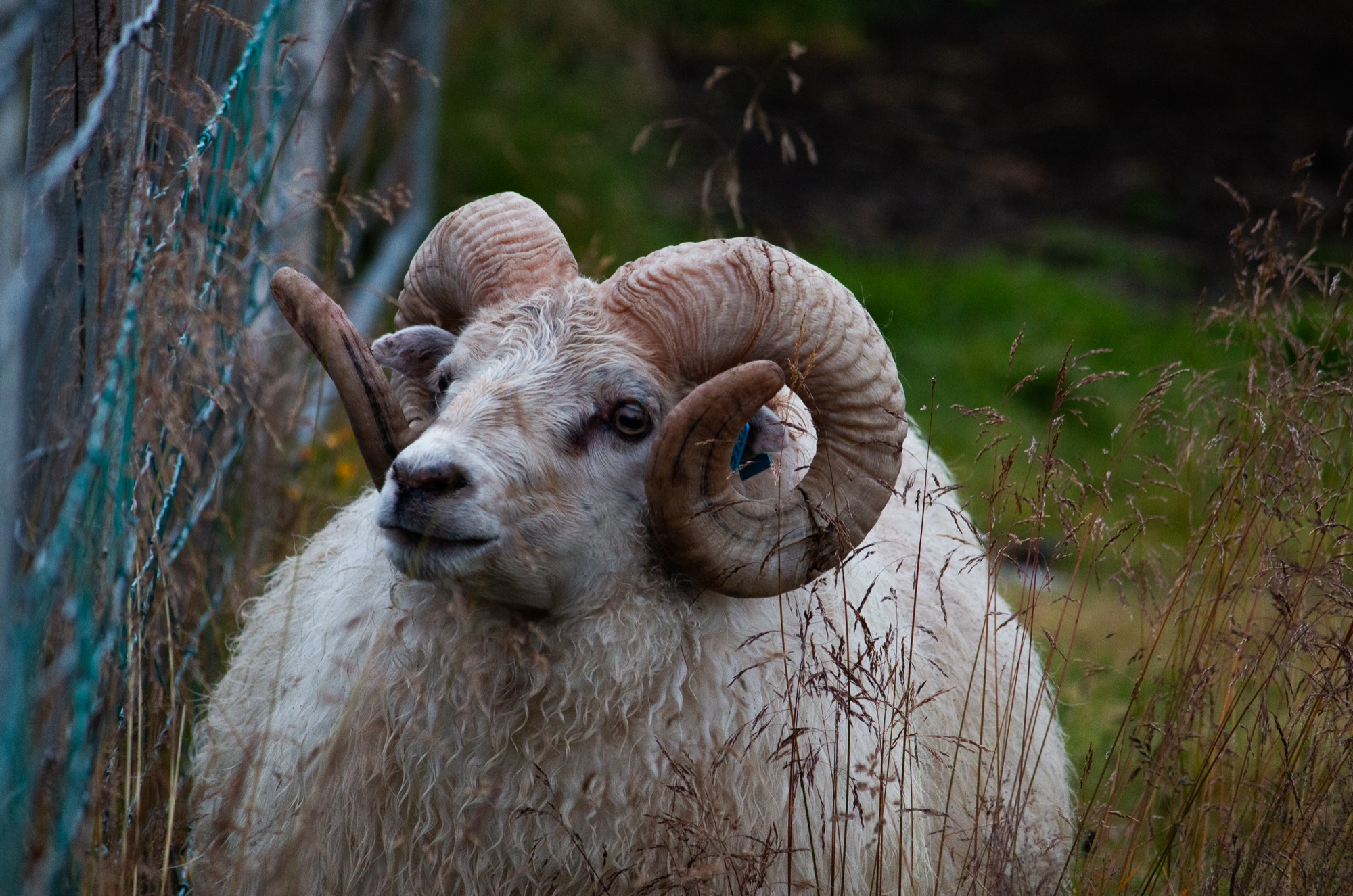 A white Icelandic ram with heavy curled horns standing close to a wire fence in tall grass