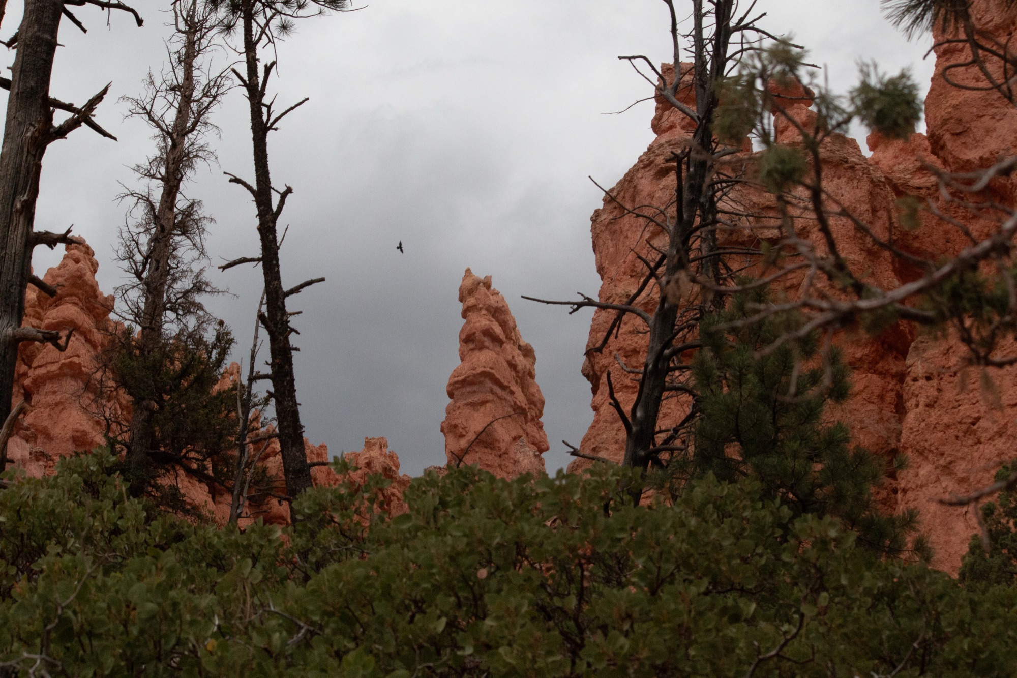 Pale orange hoodoos rising behind bare pine snags and green scrub under a heavy grey sky, against which circles a large bird