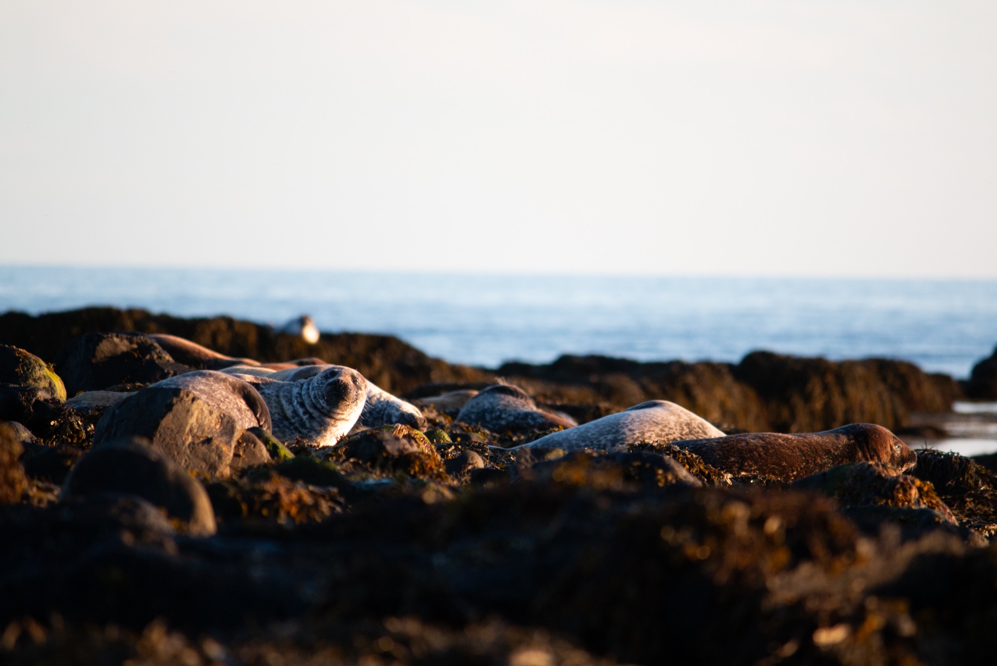 Seals hauled out on seaweed-covered rocks in low golden light, open water behind